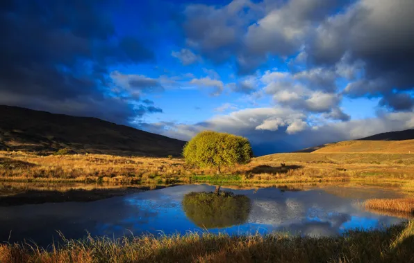 Picture trees, reflection, pond