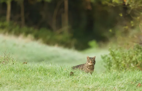 Greens, cat, summer, grass, cat, look, nature, glade