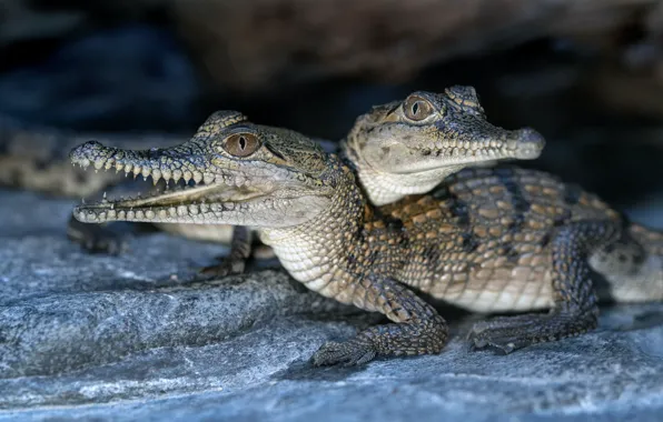 Crocodile, pair, crocodiles, two, cubs, crocodiles
