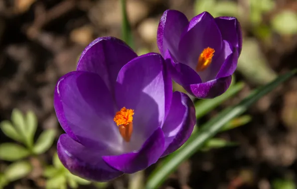 Picture grass, macro, flowers, focus, spring, petals, purple, lilac