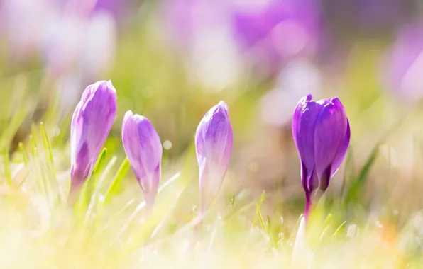 Grass, light, flowers, background, glade, spring, crocuses, pink