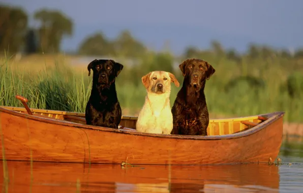 Picture boat, river, friends., Labradors