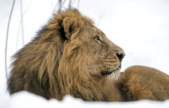Picture snow, predator, Leo, mane, profile