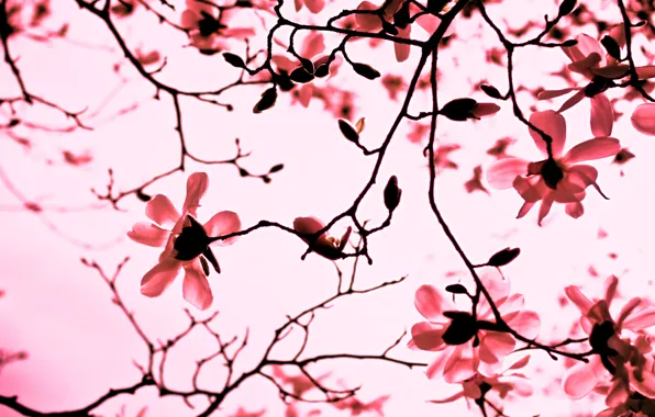 Flowers, branches, nature, pink, branch, spring, petals, Magnolia