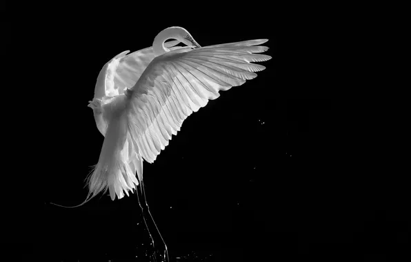 Picture background, black, bird, white, Heron, crane, black and white photo