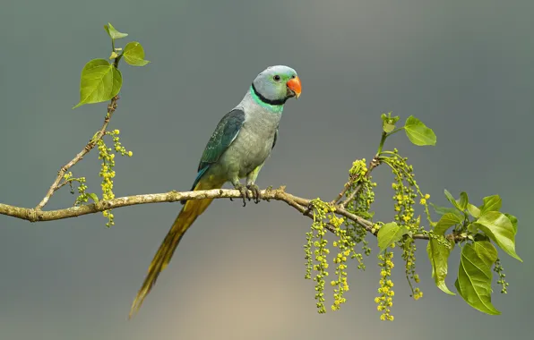 Leaves, pose, background, bird, branch, parrot, flowering, sitting on a branch