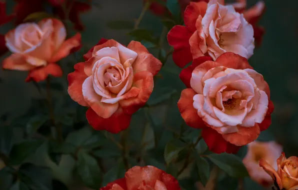 Picture leaves, flowers, red, roses, stem, the bushes, rose Bush