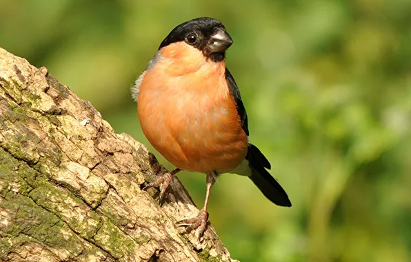 Bird, beak, tail, bullfinch