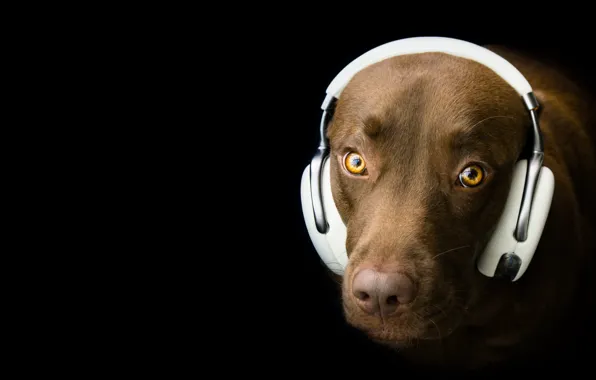 Look, each, dog, headphones