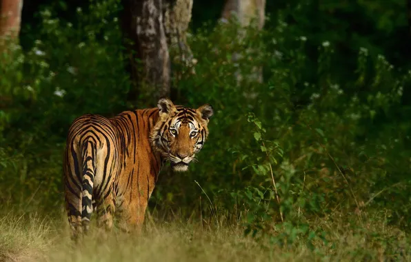 Look, nature, tiger