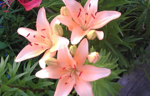 Flowers, Lily, Lily, flowers, flowerbed, floral background, natural background