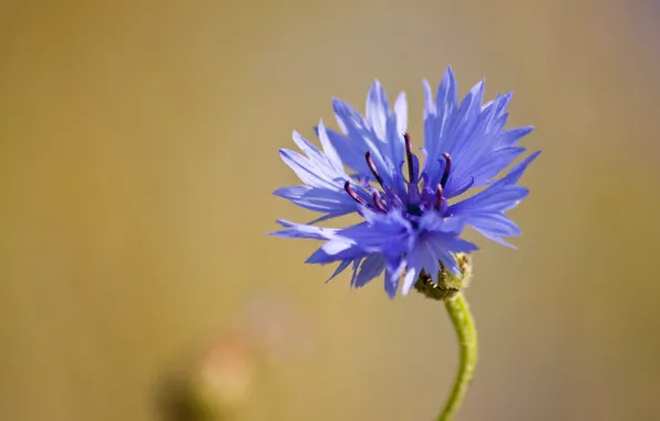 Flower, macro, blue, field, Cornflower