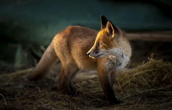 Picture animal, Fox, hay, Fox