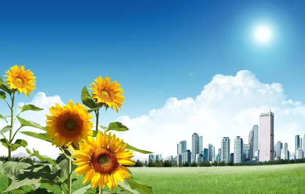 Picture the sky, grass, the sun, clouds, light, sunflowers, flowers, nature