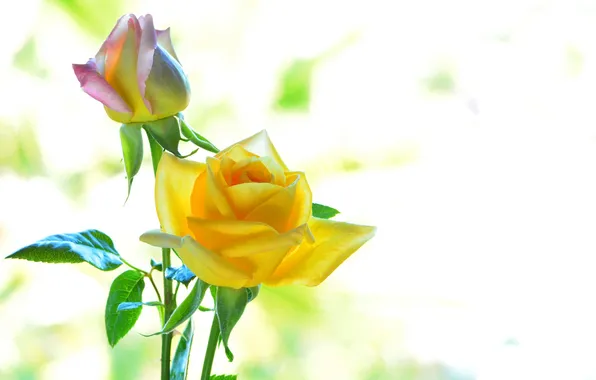 Picture color, macro, roses, petals