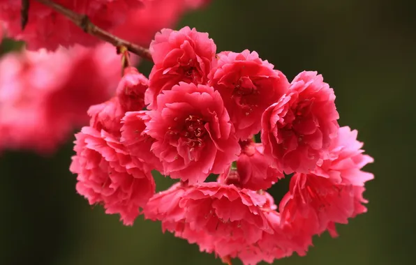Flowers, branches, petals