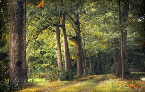 Road, forest, nature