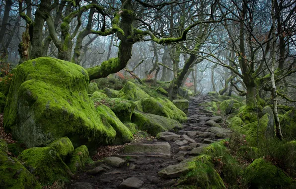 Picture autumn, trees, fog, stones, moss, track
