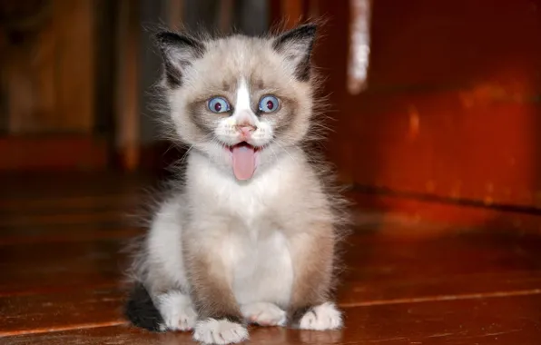 Language, eyes, blue, floor, sitting, Siamese kitten, cocoas