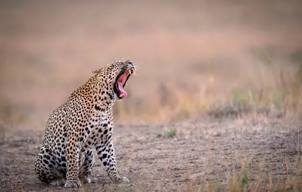 Language, background, teeth, mouth, leopard, yawns