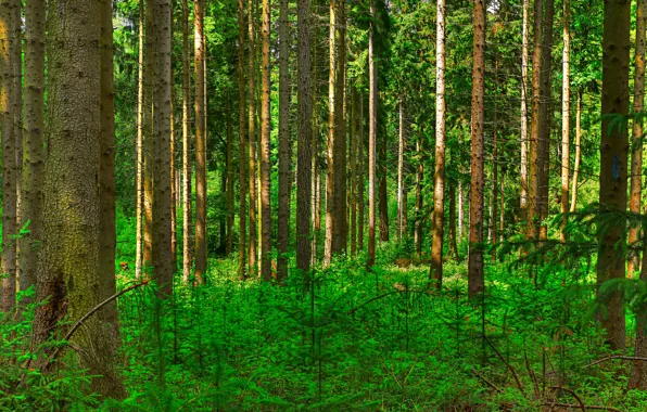 Forest, trees, trunk, the bushes, pine