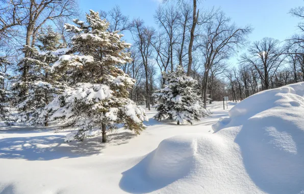 Picture winter, forest, snow, trees, Park, tree, spruce