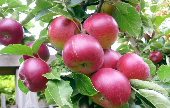 Summer, Apple, garden, harvest, fruit, Apple, juicy, delicious