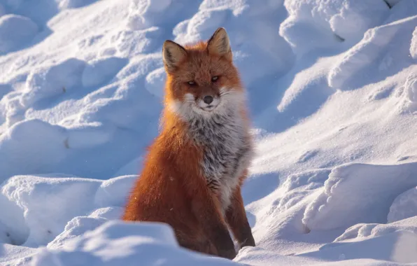 Winter, look, snow, Fox, red