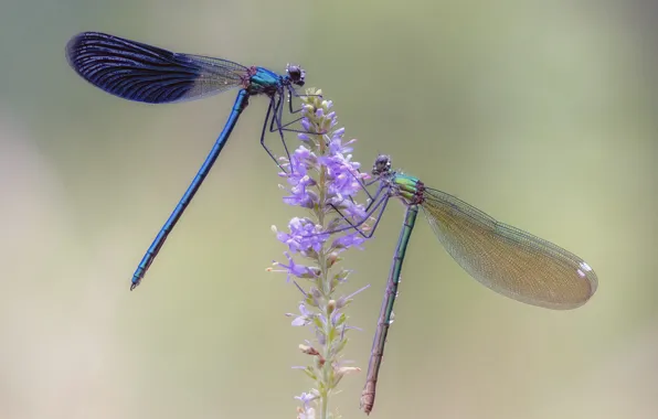 Macro, dragonfly, insect