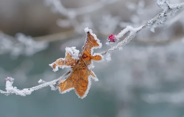 Cold, winter, macro, snow, sheet, ice, branch, berry