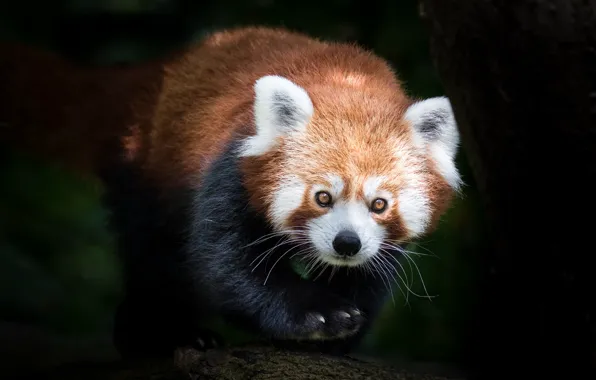 Look, pose, the dark background, tree, paw, portrait, red Panda, face