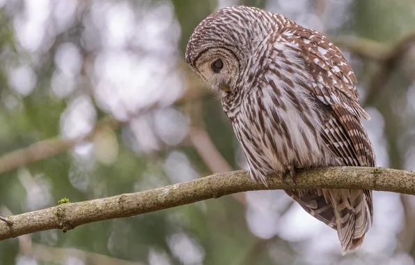 Picture bird, animal, owl, wildlife