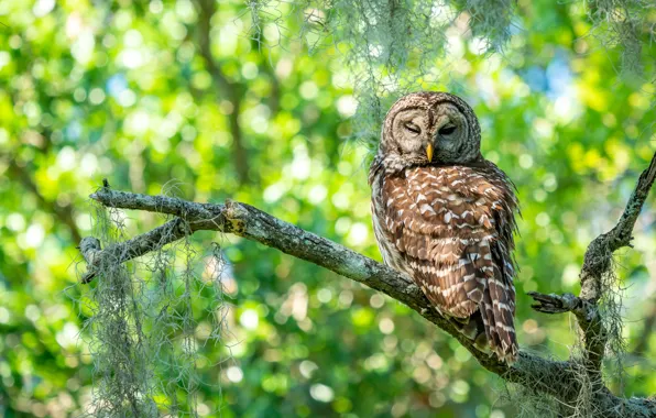 Picture light, branches, glare, owl, bird, foliage, bokeh, closed eyes