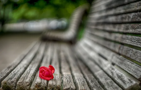 Picture flower, macro, bench, Rose, petals, blur, shop, red