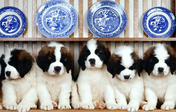 Puppies, A number, plates, St. Bernard, dishes, shelf