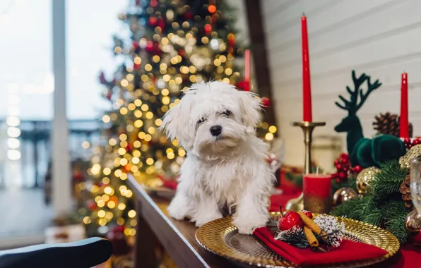 Lights, table, room, box, dog, candles, deer, plate