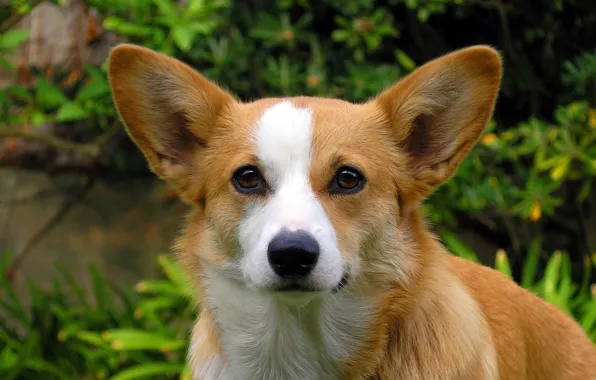 Dogs, dog, cute, beautiful, cutie, beautiful, breed, pedigree