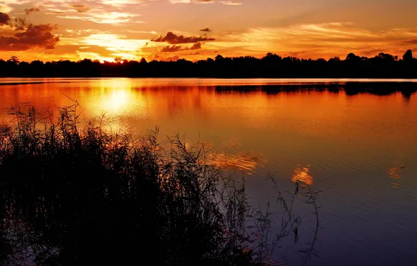 Picture grass, clouds, sunset, lake, shore, the evening, silhouettes