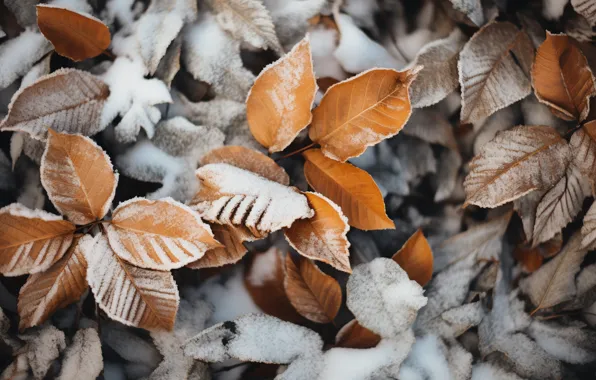 Winter, autumn, leaves, snow, background, close-up, winter, background