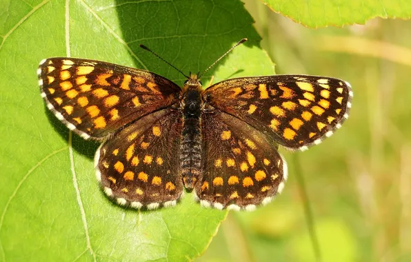 Leaves, microsemi, butterfly, wings, insect, beautiful, closeup