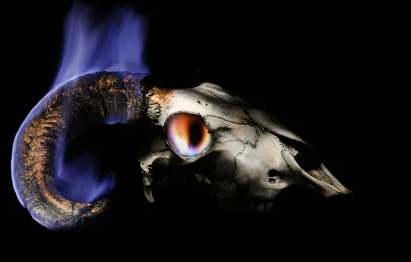 Picture background, flame, skull, horns