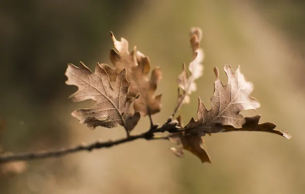 Autumn, leaves, nature