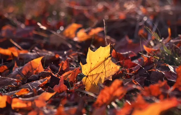 Picture autumn, leaves, macro, background, widescreen, Wallpaper, leaf, wallpaper