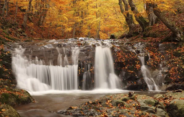 Autumn, forest, leaves, trees, stream, stones, waterfall, moss