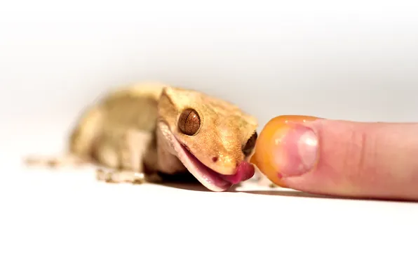 Picture Gecko, LIZARD, FINGER, FEED, To EAT, CUB, HONEY