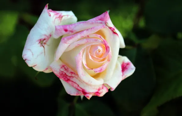 Picture macro, rose, white
