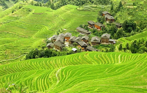 Greens, field, China, houses, the view from the top, plantation