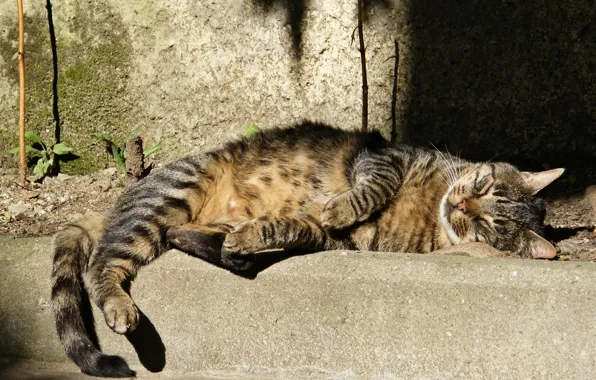 Cat, grey, sleeping, striped, street