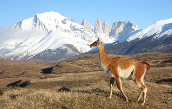Landscape, mountains, nature, Lama