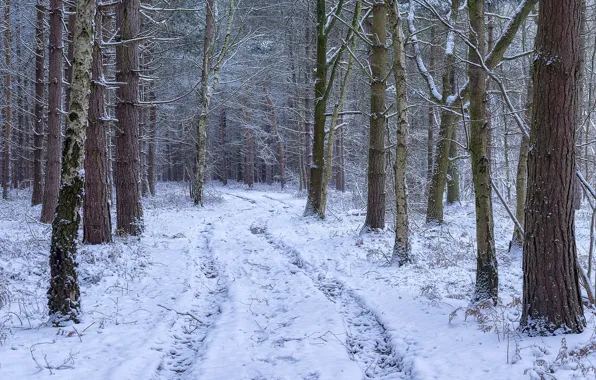Winter, road, forest, snow